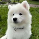 Samojedhund