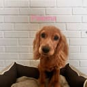 Cocker spaniel mor Cocker spaniel far
