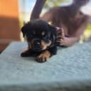 Rottweiler