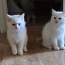 Ragdoll