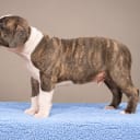 American staffordshire terrier
