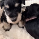 Dværgschnauzer