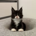 Maine Coon