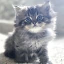 Ragchilla