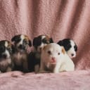Chinese Crested Dog