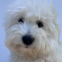 Coton de tuléar