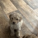 Multigenerations Labradoodle