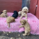 Shihpoo