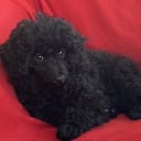 Miniature Poodle