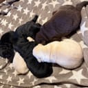 Labrador retriever