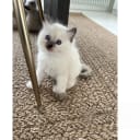 Ragdoll