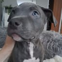American Bully