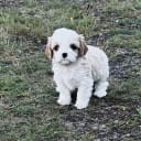 Cavalier king Charles spaniel/maltes