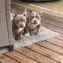 American bully