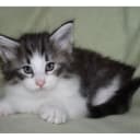 Norsk skogkatt