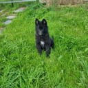 Belgisk vallhund – Groenendael