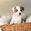 Dansk-svensk gårdshund/Staffordshire bullterrier