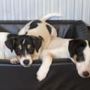 Dansk-svensk gårdhund