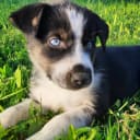 Alaska husky