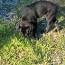 Labrador retriever