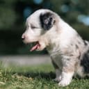 Miniature American Shepherd