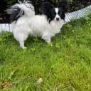 Papillon