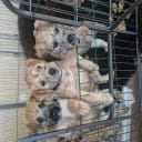 Irish softcoated wheaten terrier
