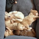 Bichon havanais