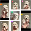 Samoyed