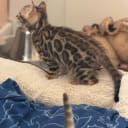 Bengal