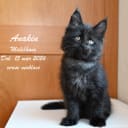 Maine Coon
