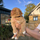 Nova scotia duck tolling retriever