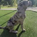 American bully