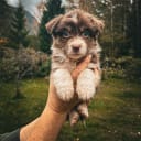 Australian shepherd