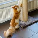 Maine Coon