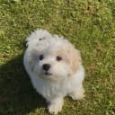 Maltipoo