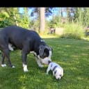 American bully x amstaff