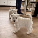 Miniature Schnauzer