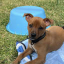 American hairless terrier
