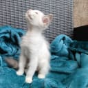 Ragdoll