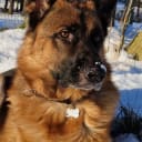 Tysk Schäferhund