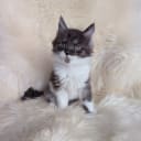 Maine Coon