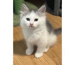 Sibirisk katt