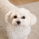 Maltipoo