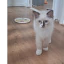 Ragdoll