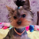 Yorkshireterrier