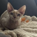 Devon Rex