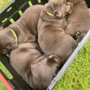 Labrador retriever