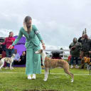 Whippet