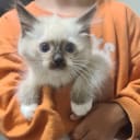 Ragdoll utan stamtavla